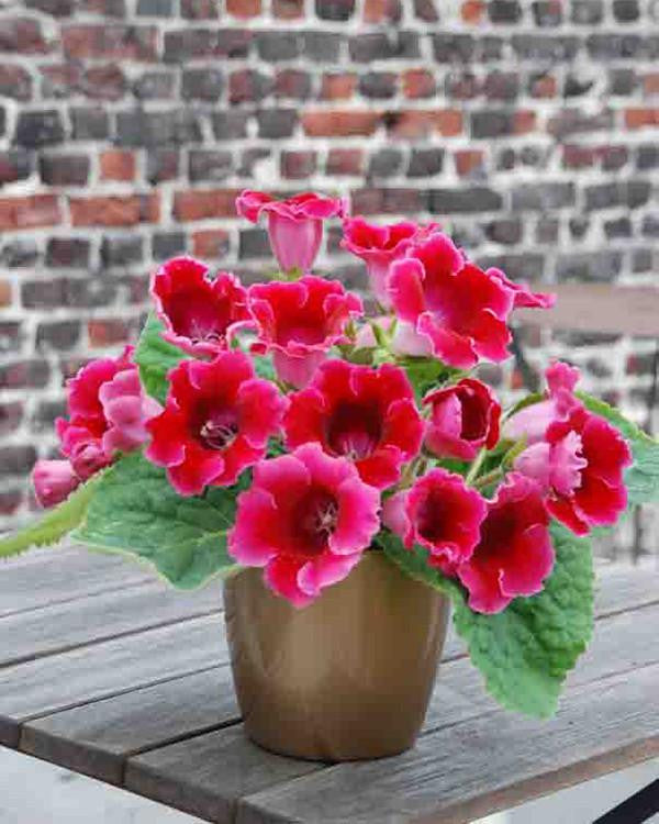 Gloxinia 'Etoile de Feu'