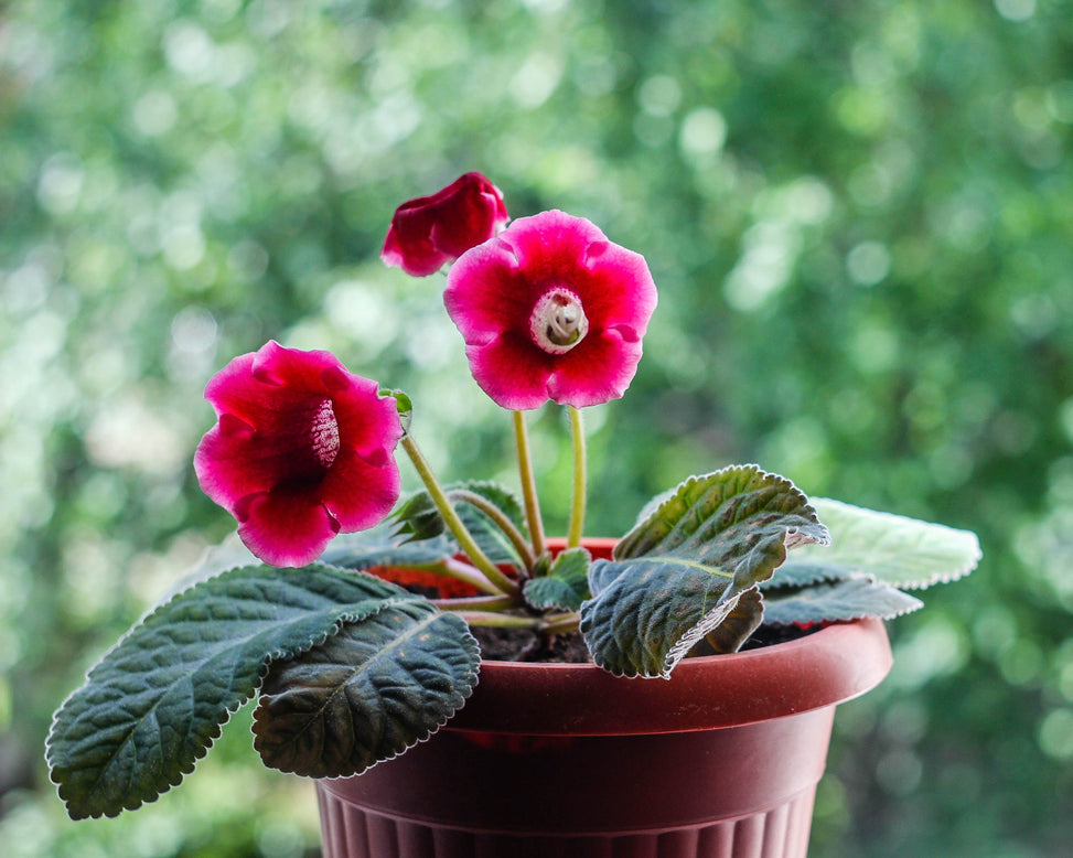 Gloxinia 'Etoile de Feu'