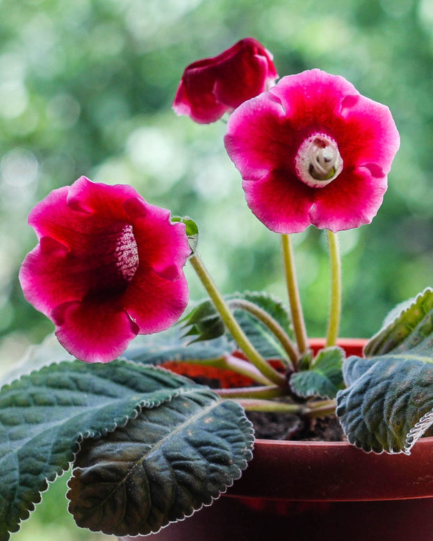 Gloxinia 'Etoile de Feu'