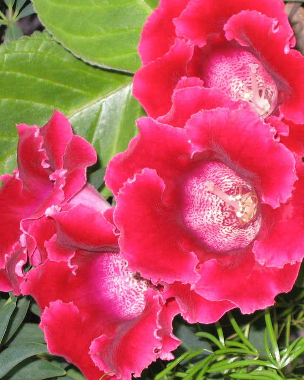 Gloxinia 'Etoile de Feu'