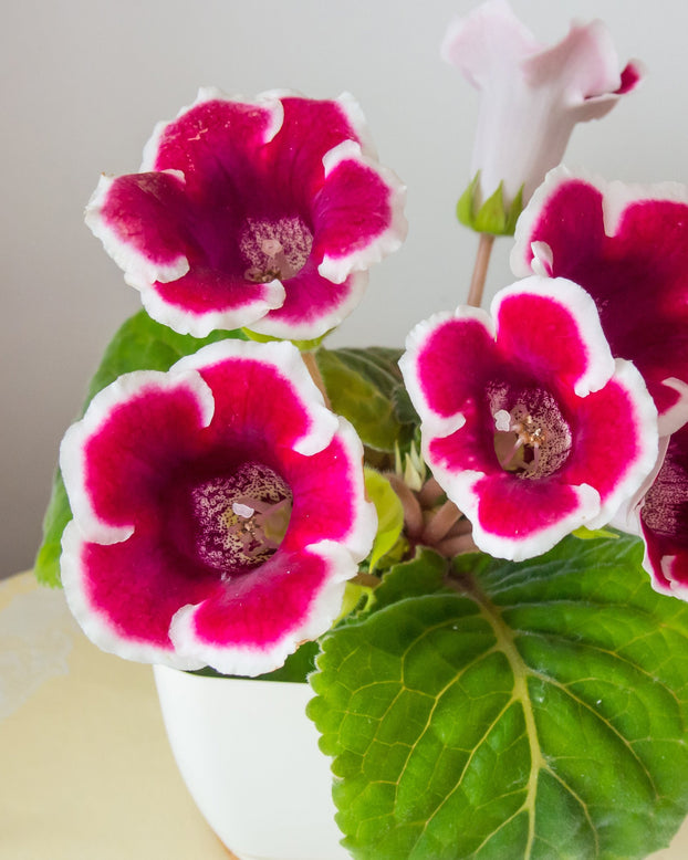 Gloxinia 'Kaiser Friedrich'