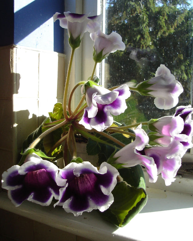 Gloxinia 'Kaiser Wilhelm'