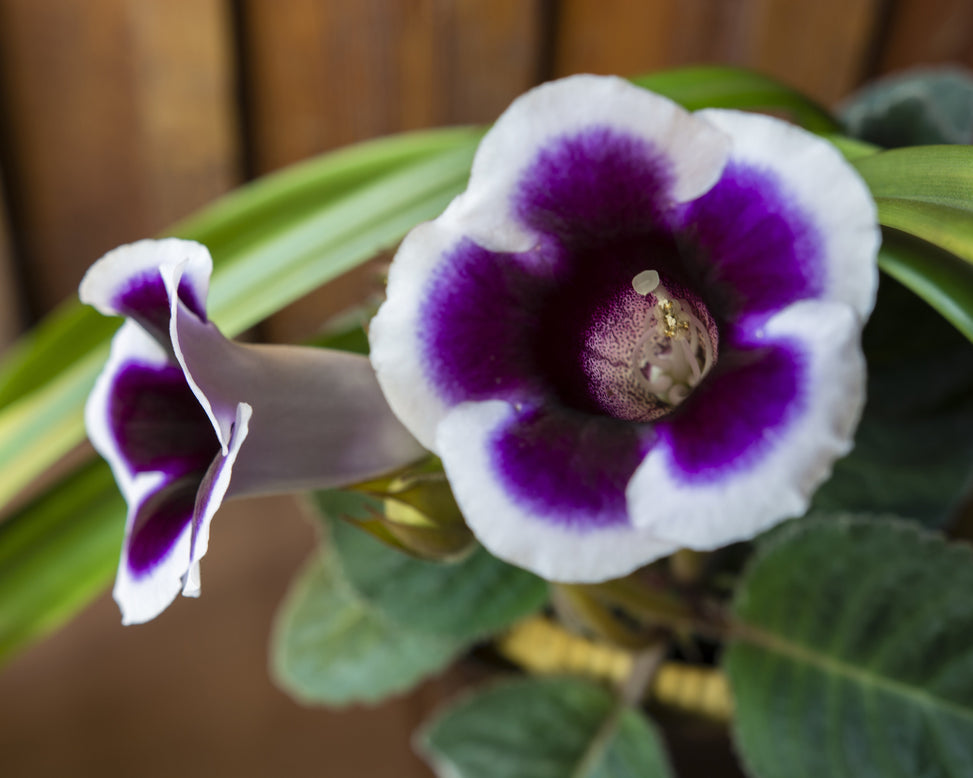 Gloxinia 'Kaiser Wilhelm'