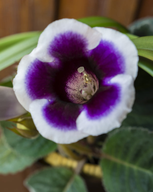 Gloxinia 'Kaiser Wilhelm'