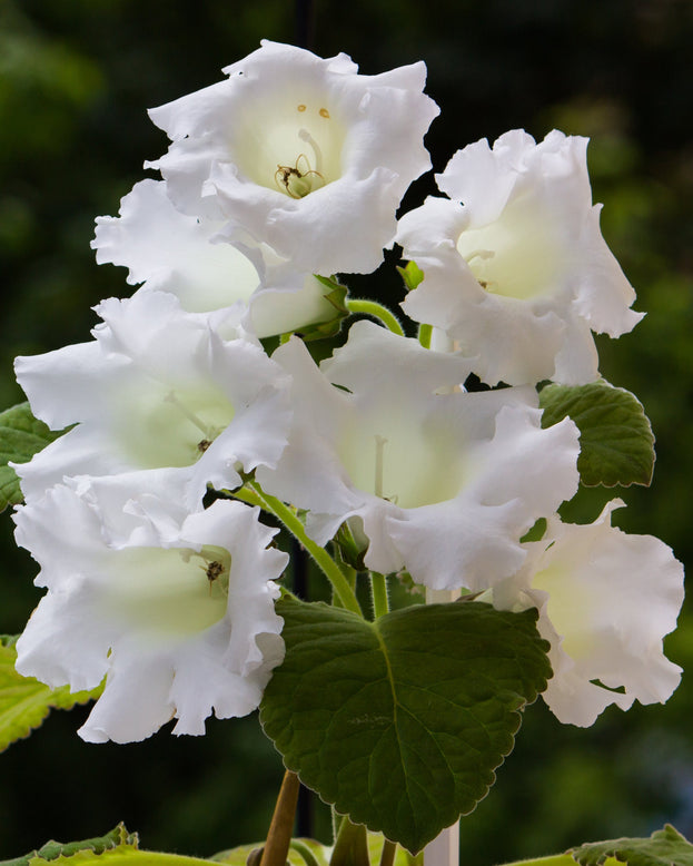 Gloxinia 'Mont Blanc'