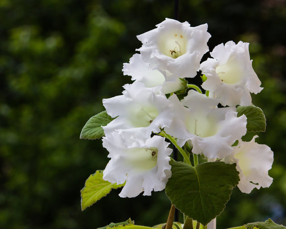 Gloxinia 'Mont Blanc'