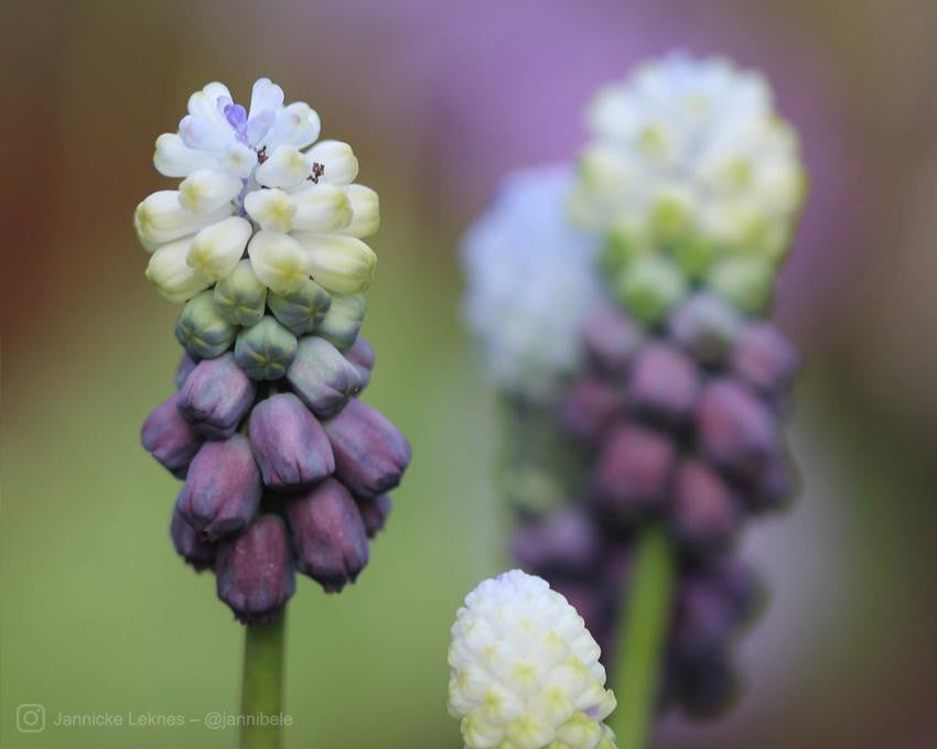 Muscari 'Grape Ice'