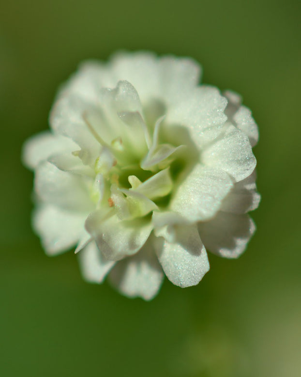 Gypsophila 'Bristol Fairy'