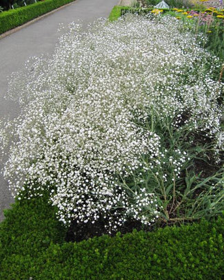 Gypsophila 'Bristol Fairy' Gypsophila 'Bristol Fairy'