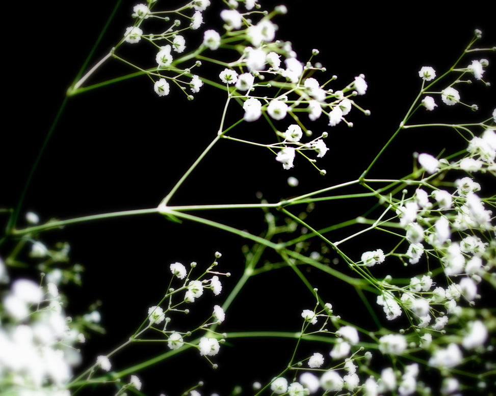Gypsophila 'Bristol Fairy'