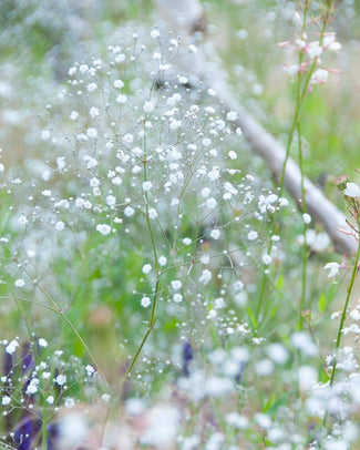 Gypsophila 'Bristol Fairy' Gypsophila 'Bristol Fairy'