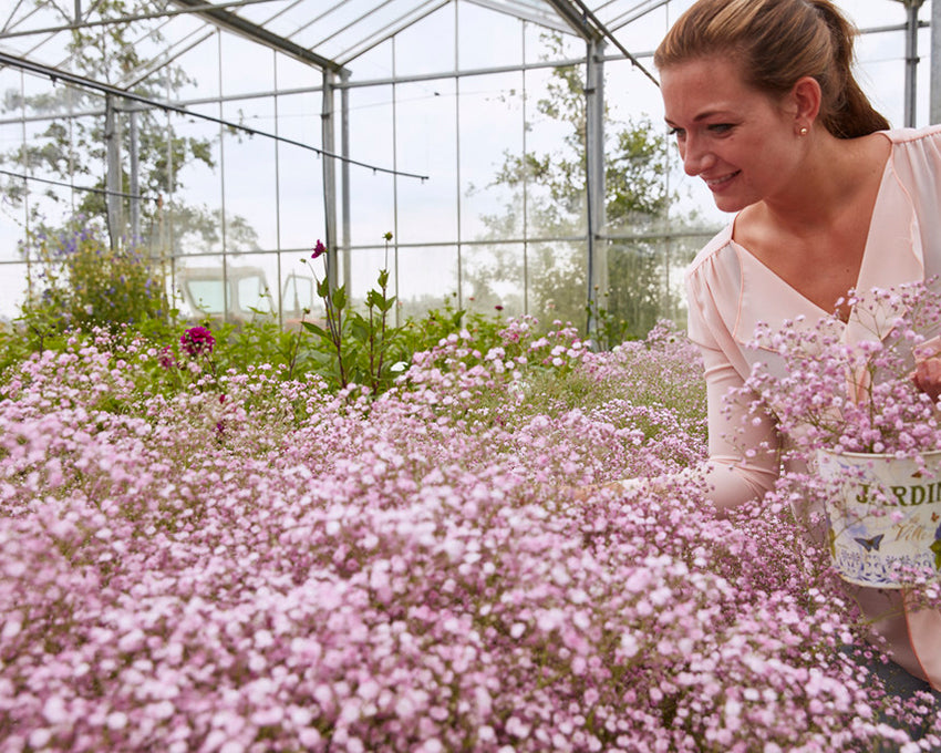 Gypsophila 'Flamingo'
