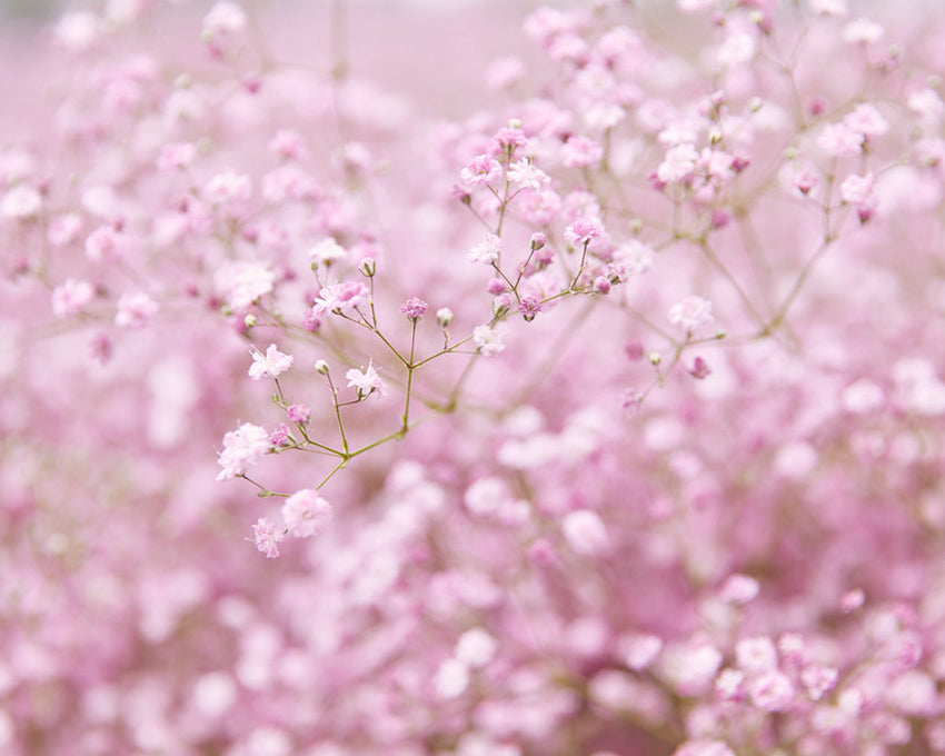 Gypsophila 'Flamingo'