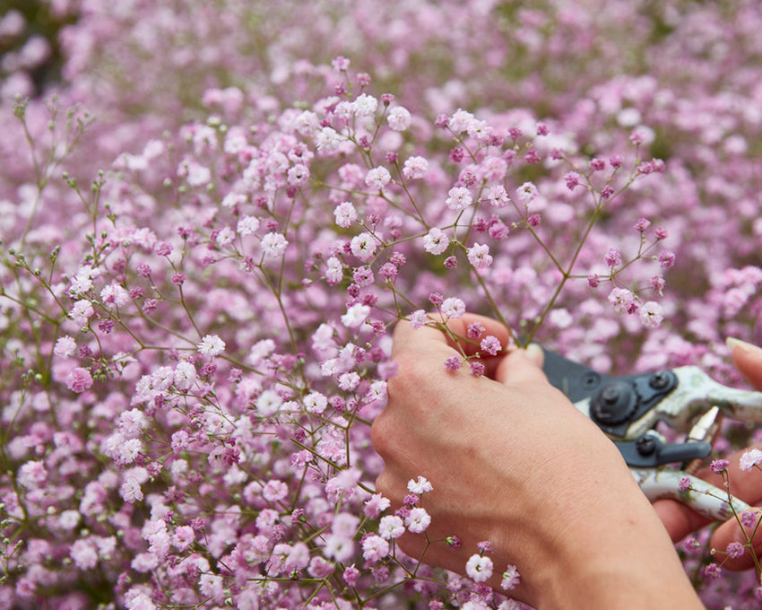 Gypsophila 'Flamingo'