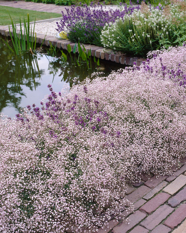 Gypsophila 'Flamingo'