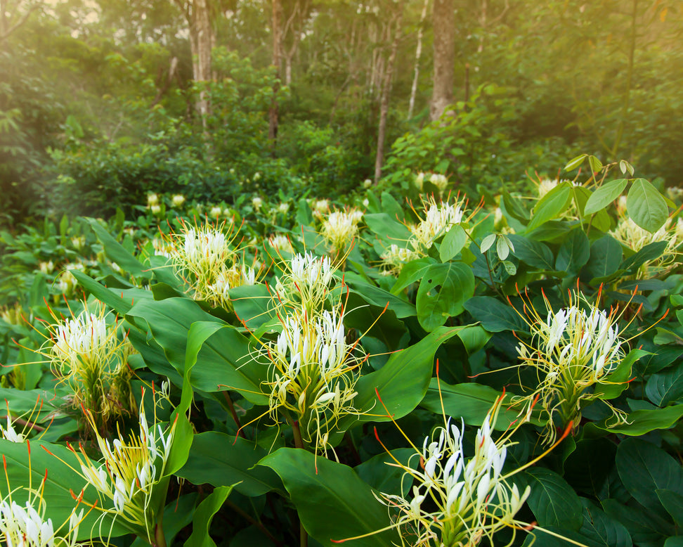 Hedychium ellipticum