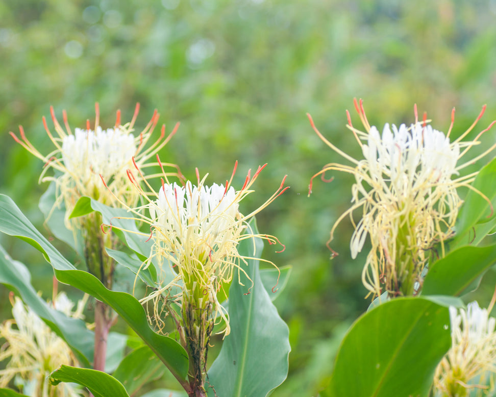 Hedychium ellipticum