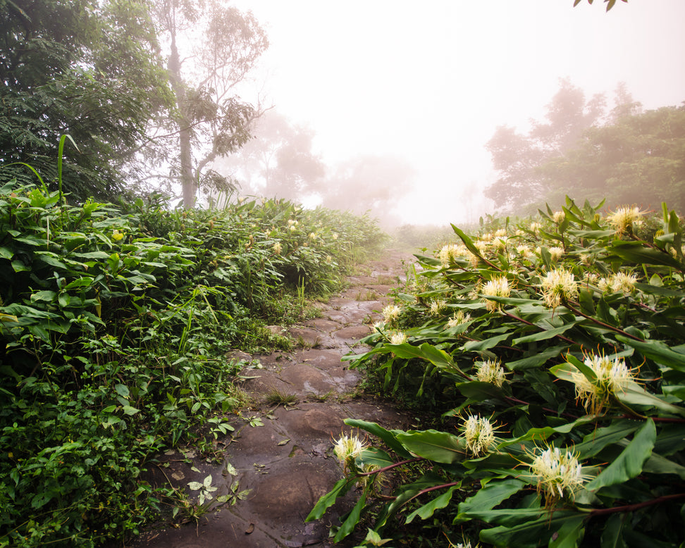 Hedychium ellipticum