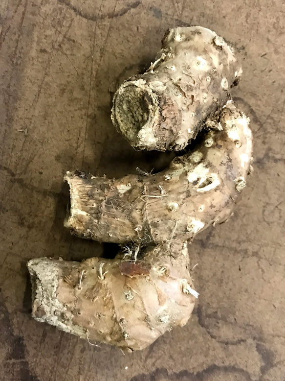 Hedychium ellipticum