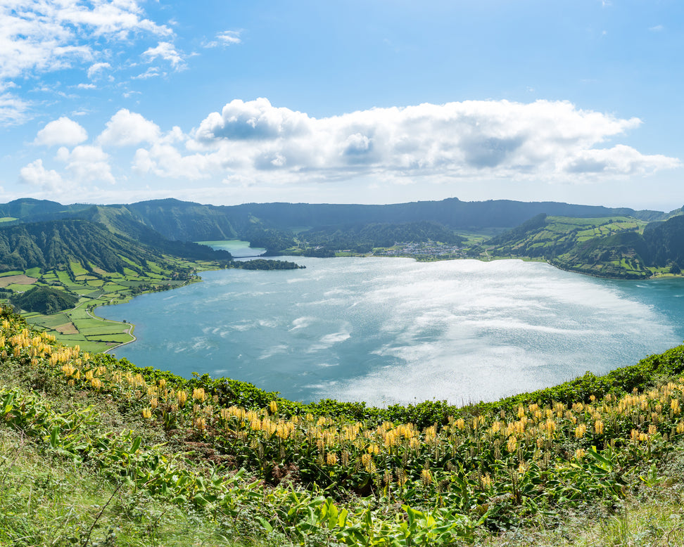 Hedychium gardnerianum