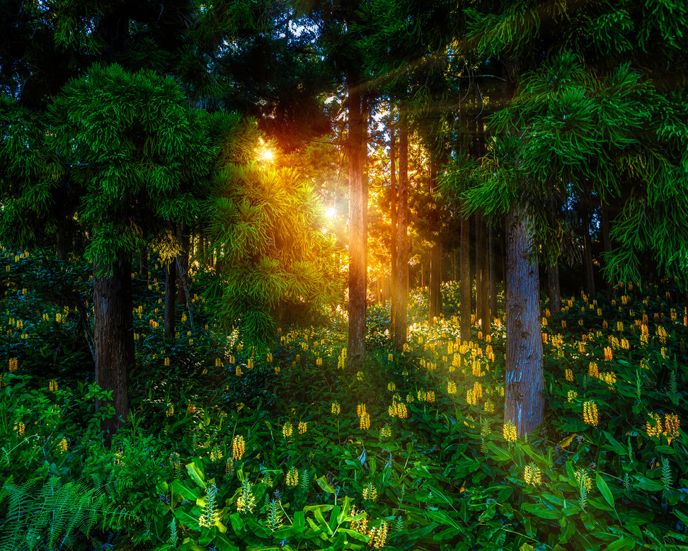 Hedychium gardnerianum