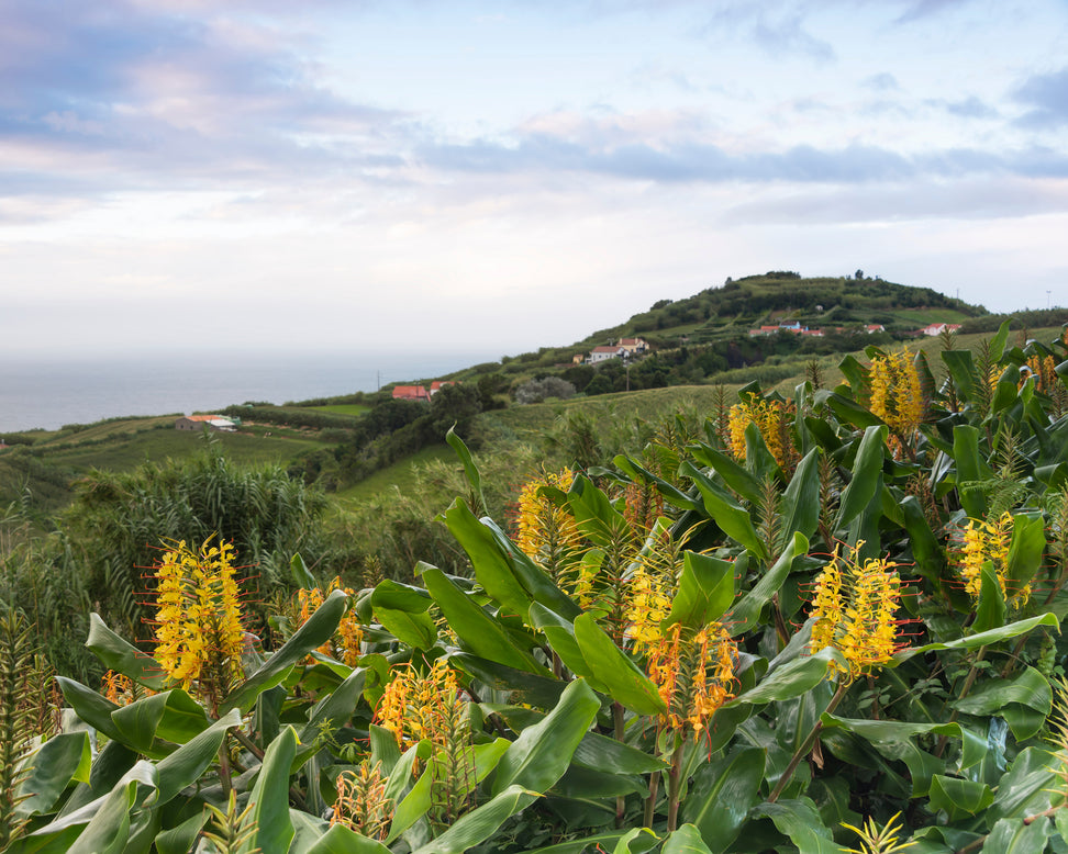 Hedychium gardnerianum