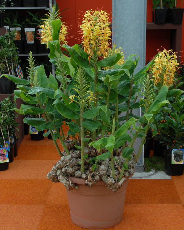 Hedychium gardnerianum