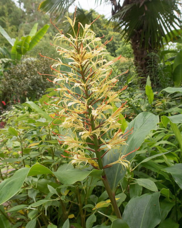 Hedychium gardnerianum