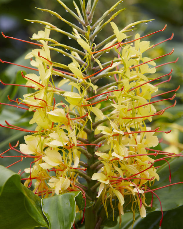 Hedychium gardnerianum