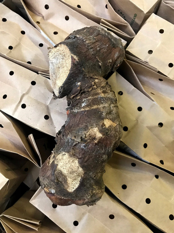 Hedychium gardnerianum