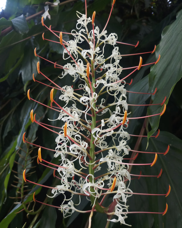 Hedychium griffithianum