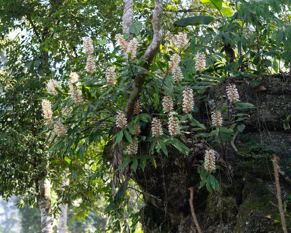 Hedychium griffithianum