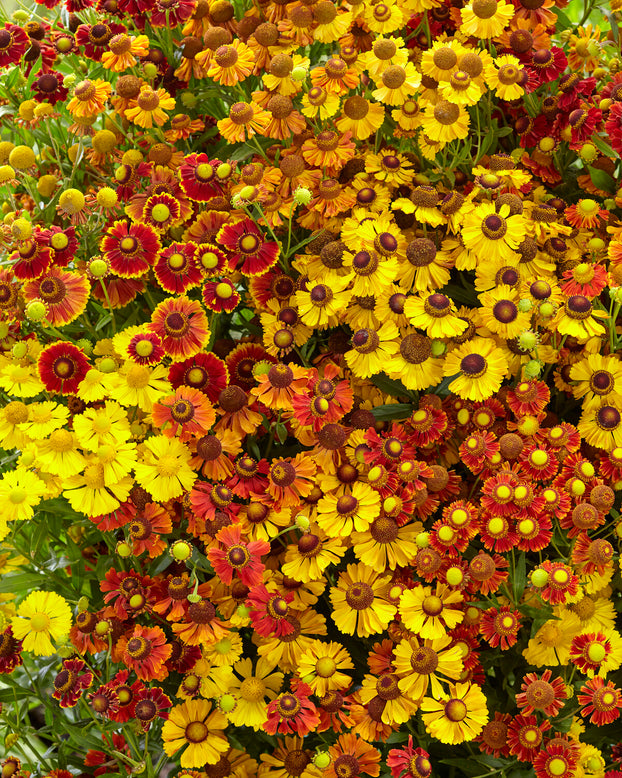 Helenium collection 'Paella'