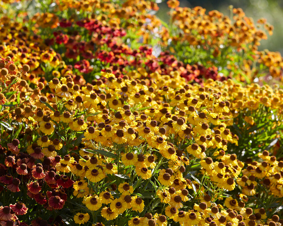 Helenium collection 'Paella'