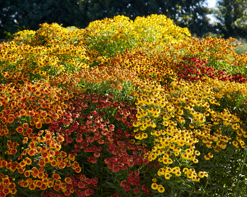 Helenium collection 'Paella'