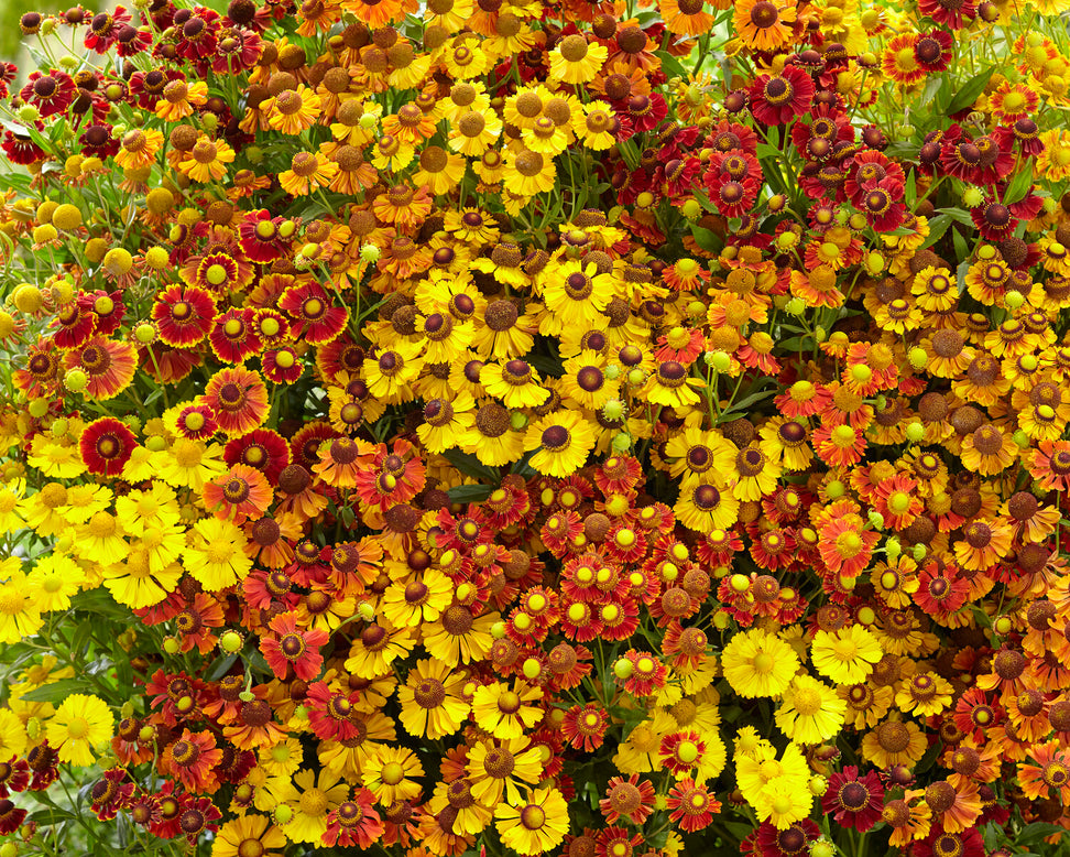 Helenium collection 'Paella'