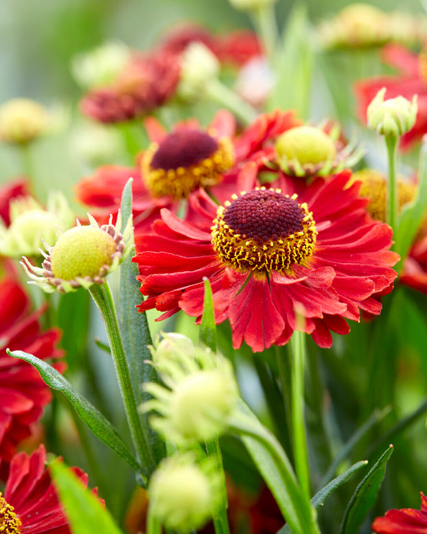 Helenium 'Ranchera'