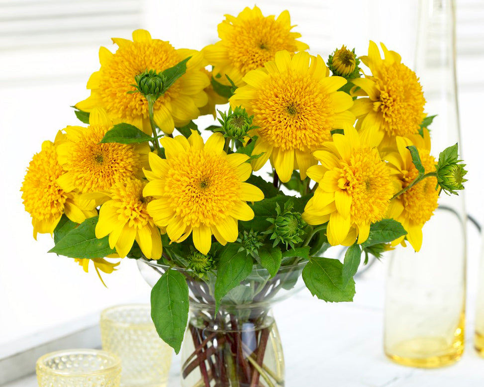 Helianthus 'Happy Days'