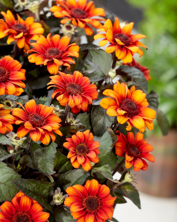 Heliopsis 'Luna Roja'