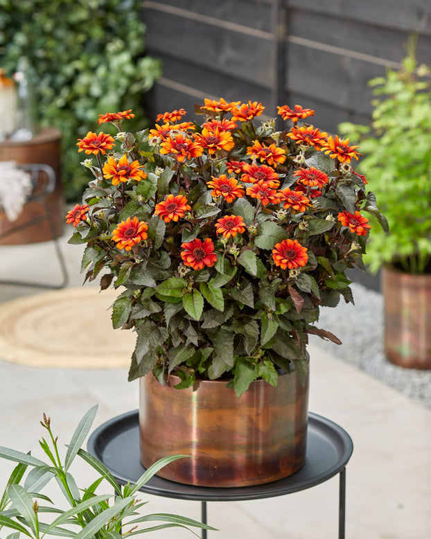 Heliopsis 'Luna Roja'