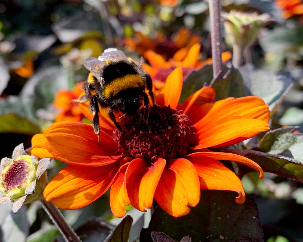 Heliopsis 'Luna Roja'