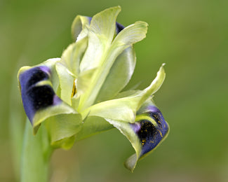 Hermodactylus tuberosus Hermodactylus tuberosus