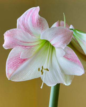 Amaryllis 'Apple Blossom' Amaryllis 'Apple Blossom'