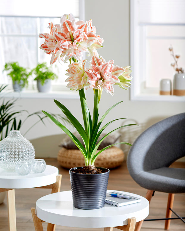 Amaryllis 'Dancing Queen'