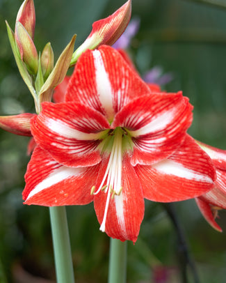 Amaryllis 'Minerva' Amaryllis 'Minerva'