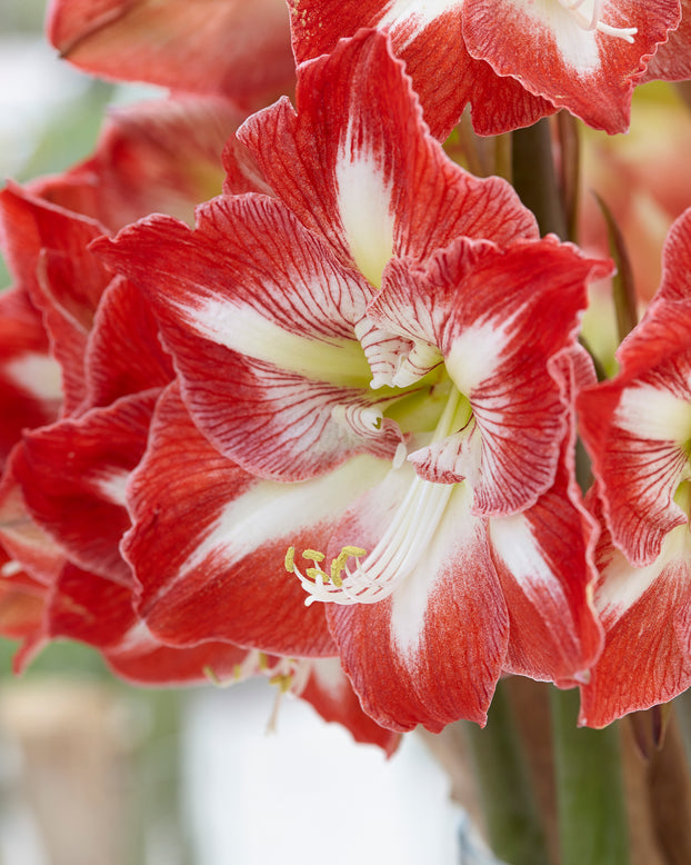 Amaryllis 'Minerva'