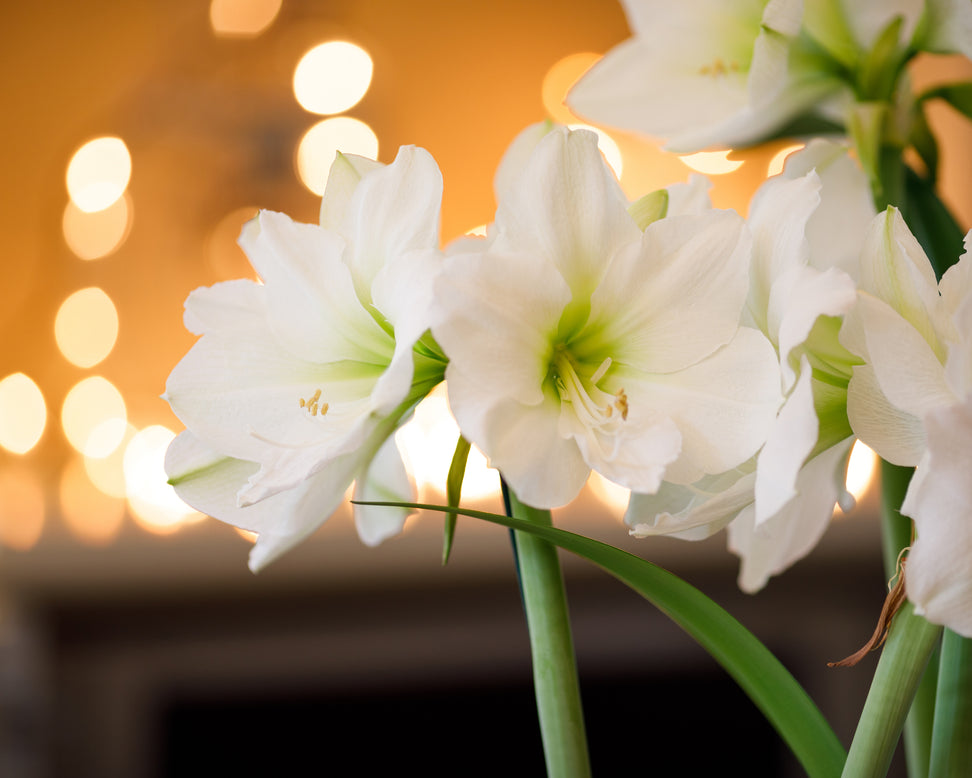 Amaryllis 'Mont Blanc'