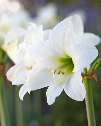 Amaryllis 'Mont Blanc' Amaryllis 'Mont Blanc'
