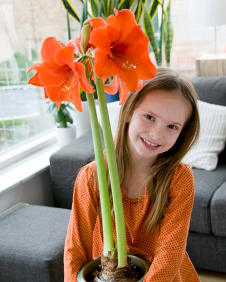 Amaryllis 'Orange Souvereign' Amaryllis 'Orange Souvereign'