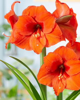 Amaryllis 'Orange Souvereign' Amaryllis 'Orange Souvereign'